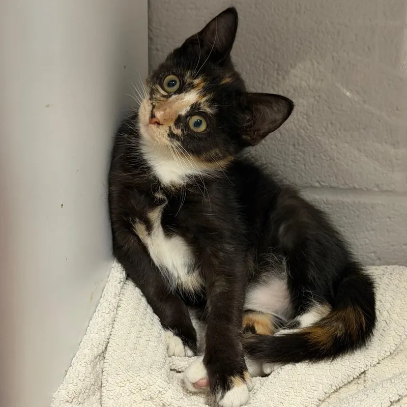 A baby small-sized female Domestic Short Hair cat named Athena F for adoption in Oklahoma City, OK