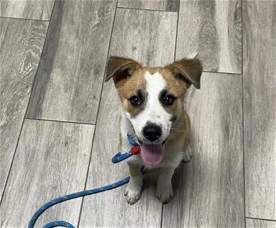 A baby small-sized male Terrier dog named Pickles for adoption in Redlands, CA