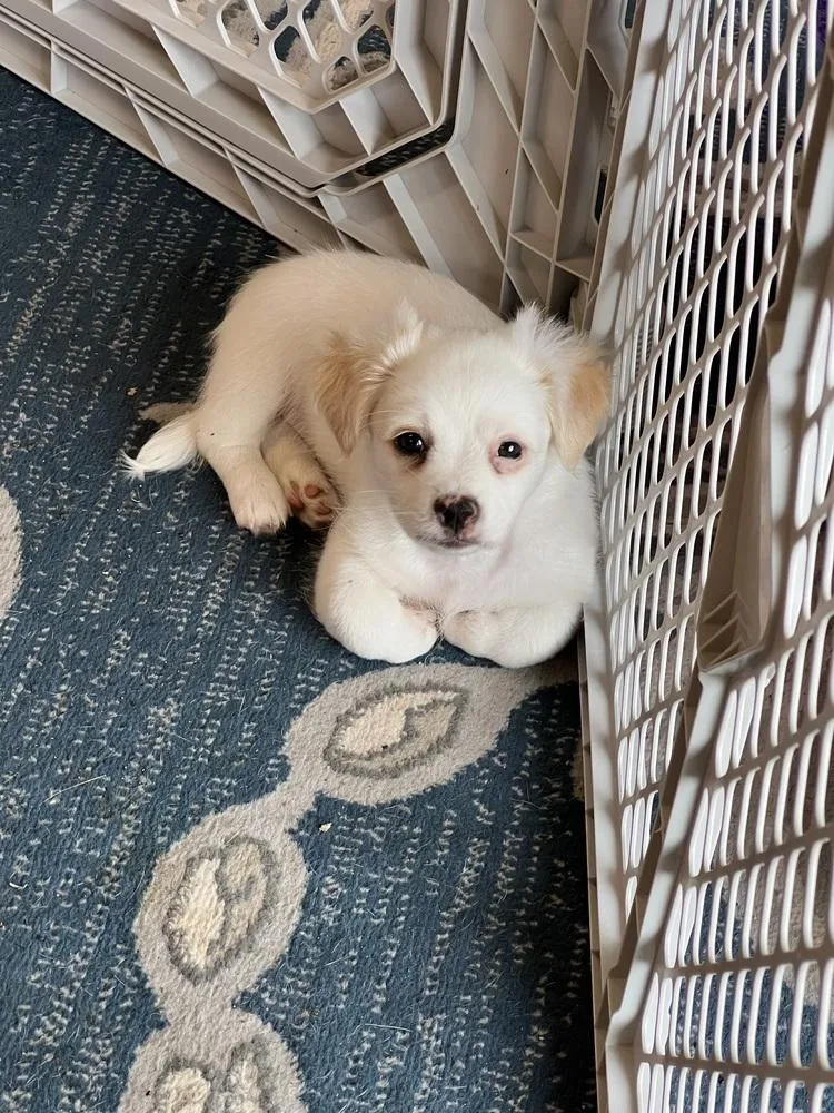Biscuit