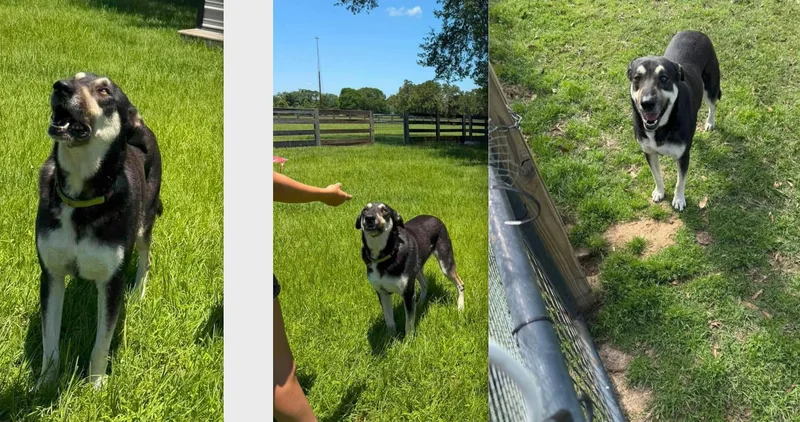 An adult large-sized female Black German Shepherd Dog dog named Cassidy for adoption in Houston, TX