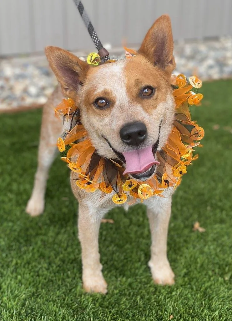 An adult medium-sized male Cattle Dog dog named Rex for adoption in Colusa, CA