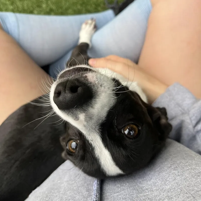 A young small-sized male Black Chihuahua dog named Manicotti for adoption in Salisbury, NC
