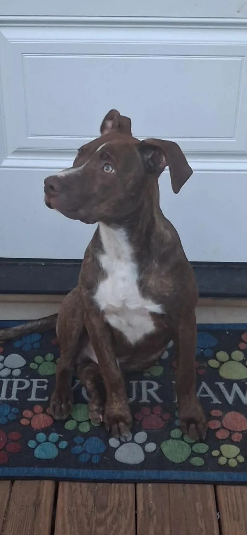 A baby medium-sized male Brown / Chocolate Afghan Hound dog named Fred for adoption in East Flat Rock, NC