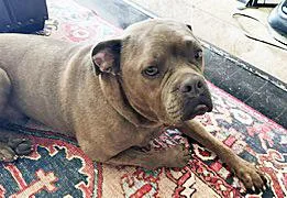 A young large-sized male Gray / Blue / Silver Mastiff dog named Franki for adoption in Poway, CA