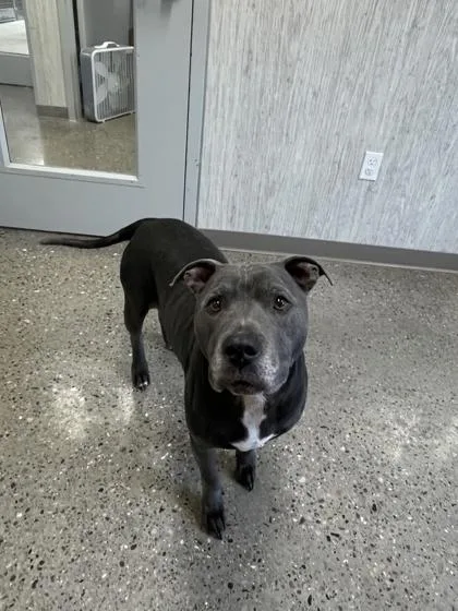 Miss Tato thumbnail 2