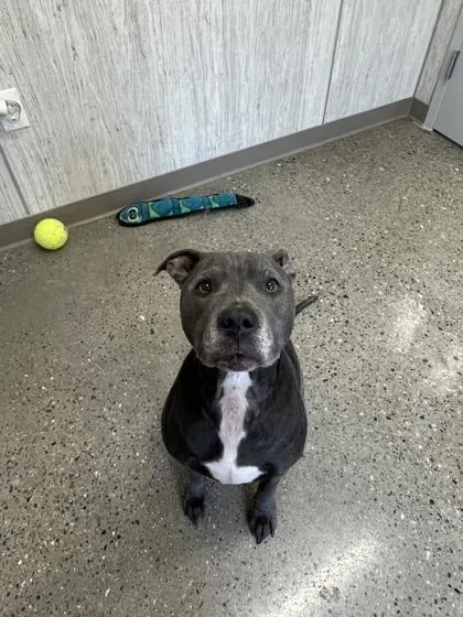 Miss Tato thumbnail 3