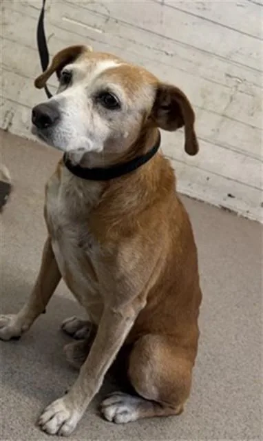 An adult medium-sized male Beagle dog named Sid for adoption in San Bernardino, CA