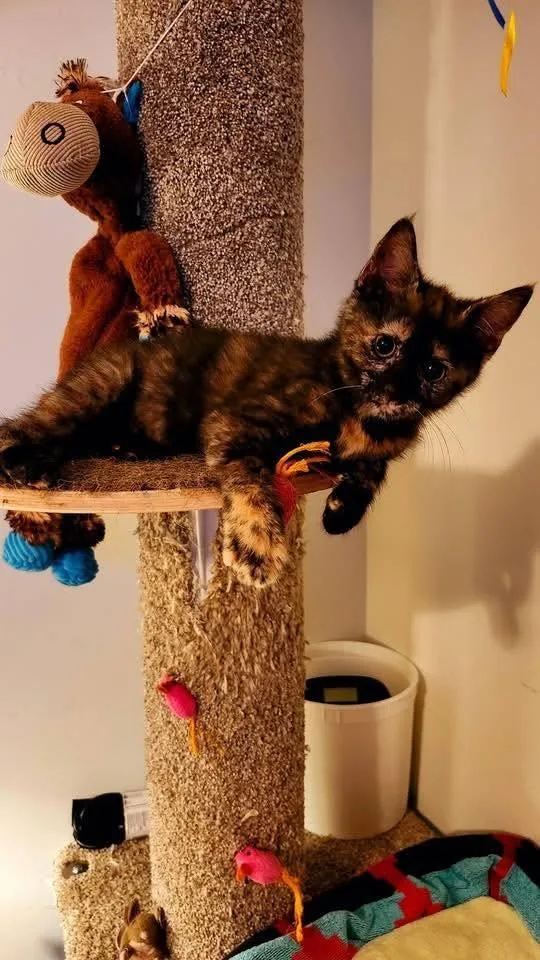 A young medium-sized female Domestic Short Hair cat named Cosmopolitan for adoption in Wilmington, NC
