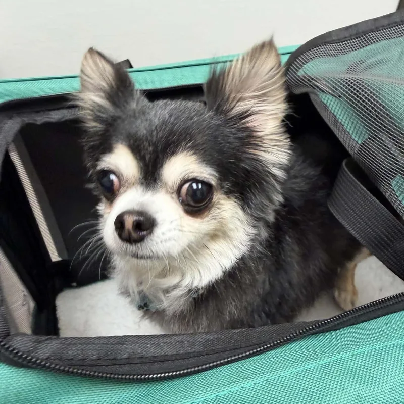 BELLA is only . thumbnail 3