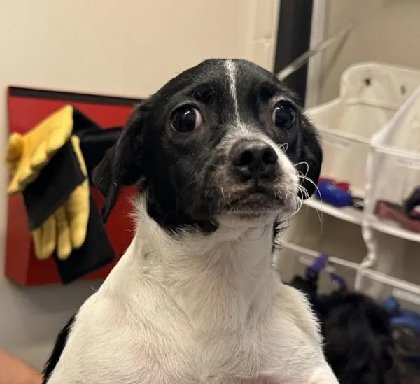 A baby small-sized female Chihuahua dog named Juicy Fruit for adoption in El Cajon, CA