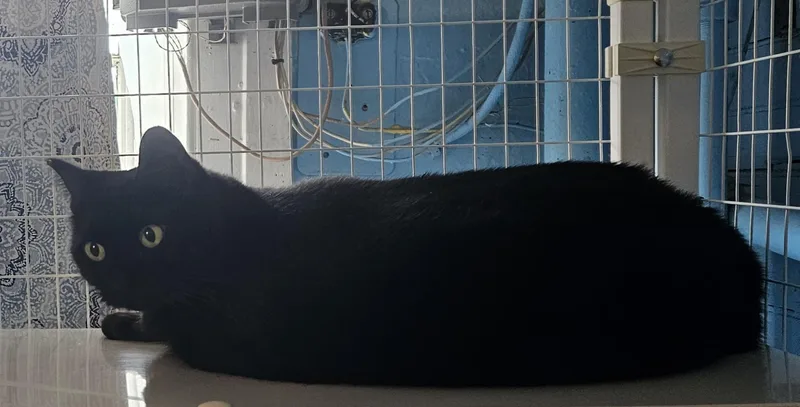 An adult medium-sized female Domestic Short Hair cat named Scratchy for adoption in Claremont, NH
