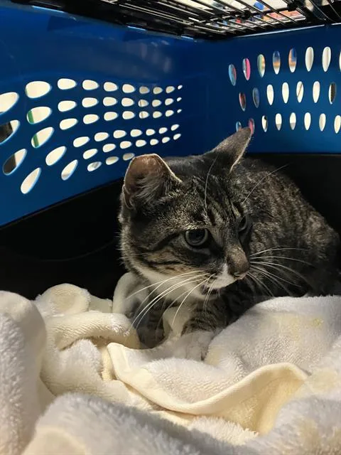 A young medium-sized female Domestic Short Hair cat named Strawberry for adoption in Long Beach, CA