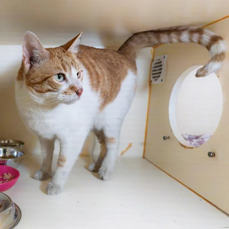 An adult large-sized male Orange / Red Domestic Short Hair cat named Mr. Tito for adoption in South Elgin, IL