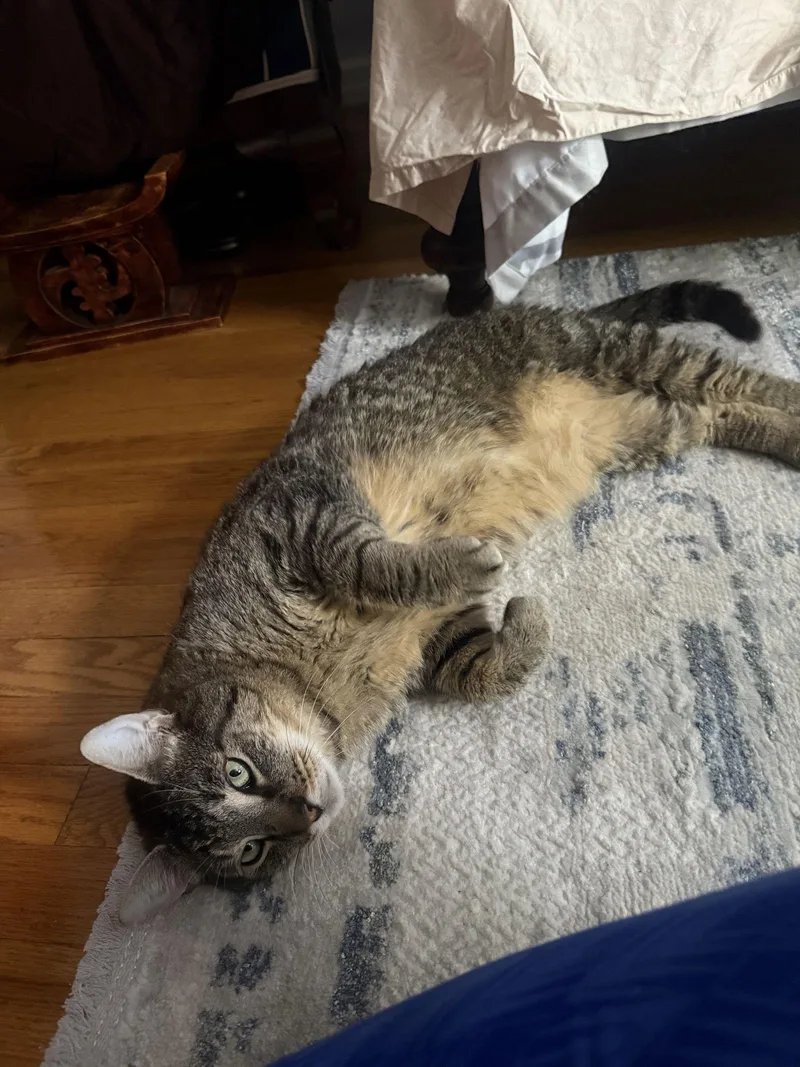 Bernie Smokes thumbnail 2