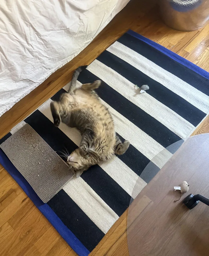 Bernie Smokes thumbnail 3