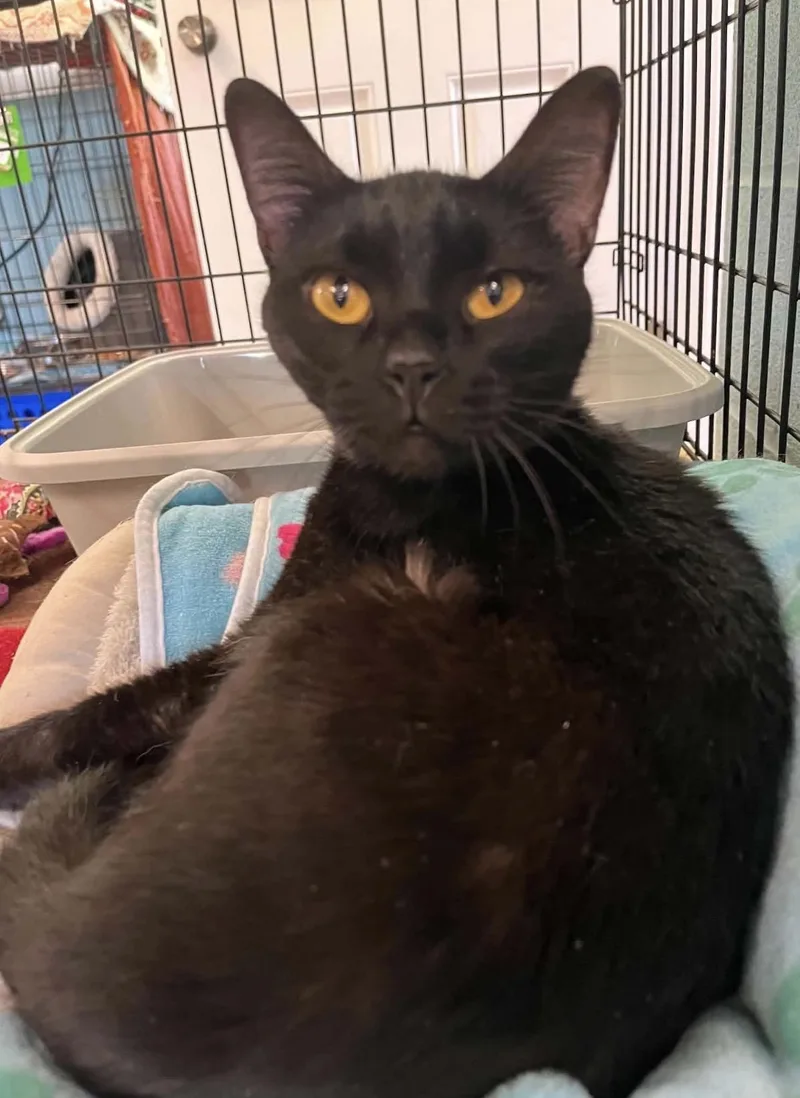 A young medium-sized male Domestic Short Hair cat named Minks for adoption in Warren, OH