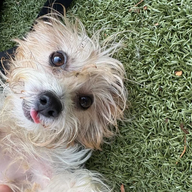 A senior small-sized female Yellow / Tan / Blond / Fawn Yorkshire Terrier dog named Rockette for adoption in Charlottesville, VA
