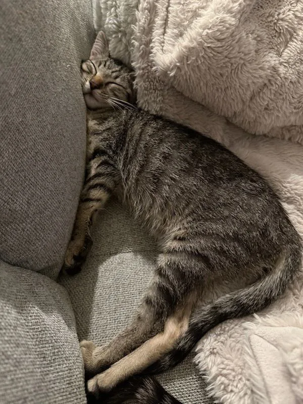 A young medium-sized female Domestic Short Hair cat named Daisy for adoption in Bonsall, CA