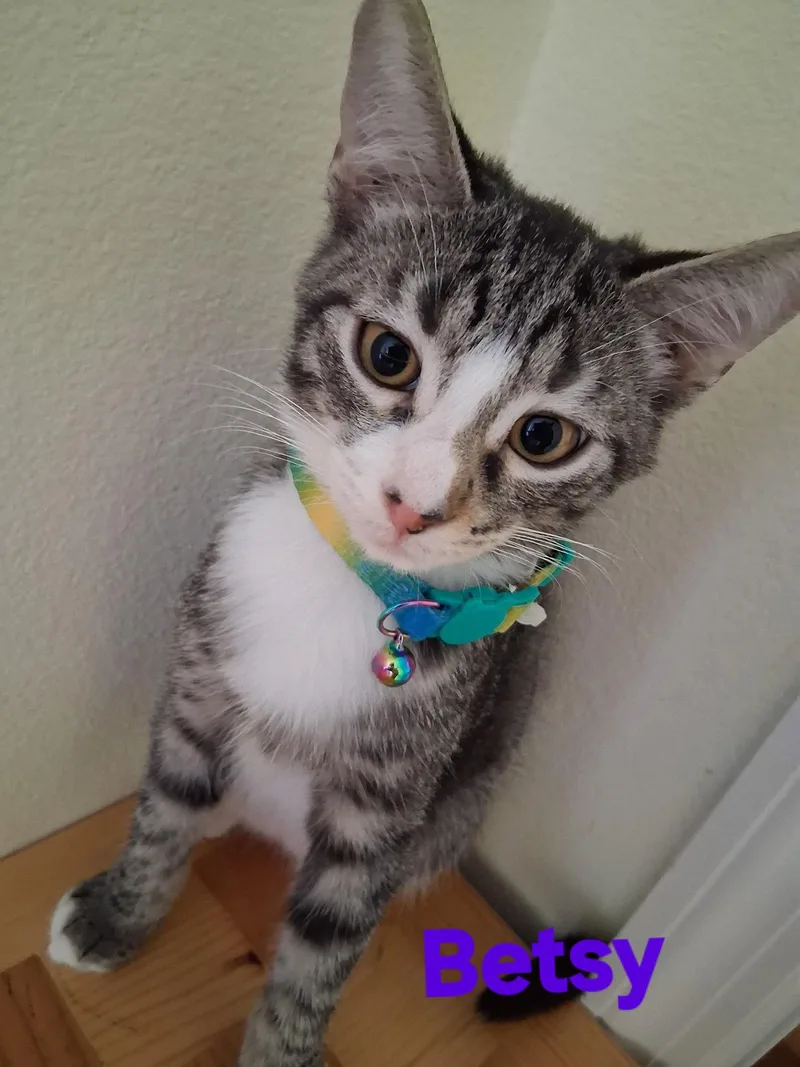 A young medium-sized female Domestic Short Hair cat named Betsy for adoption in Longwood, FL