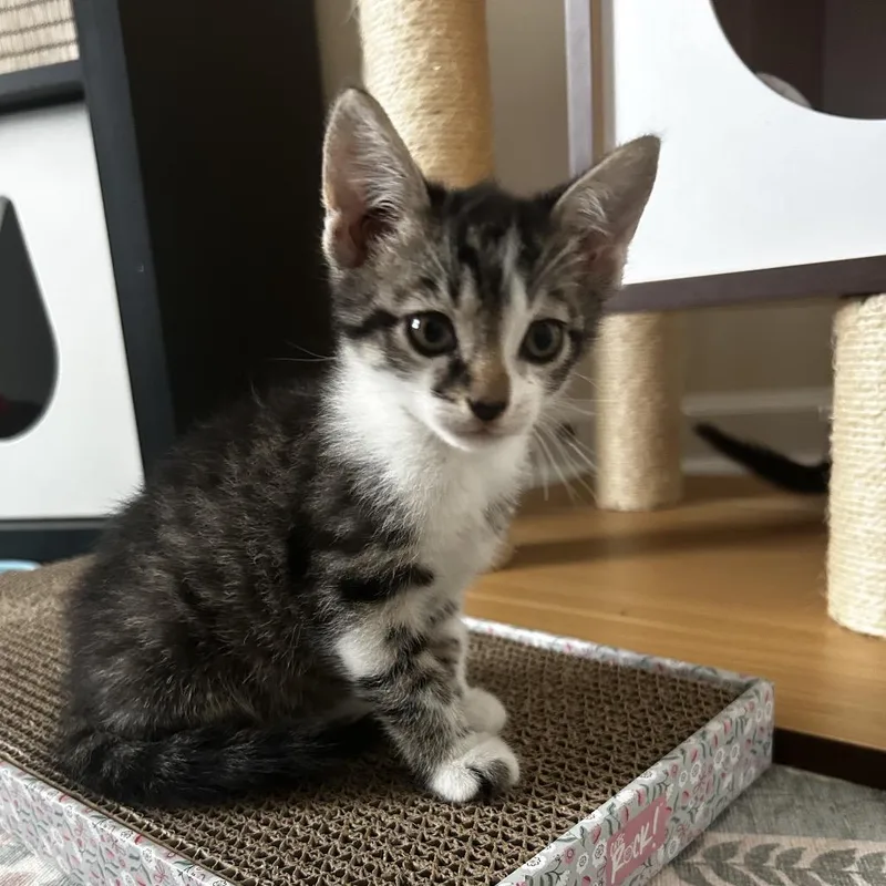 A baby small-sized male Gray / Blue / Silver Domestic Short Hair cat named Tommy Boy for adoption in Fairfax Station, VA