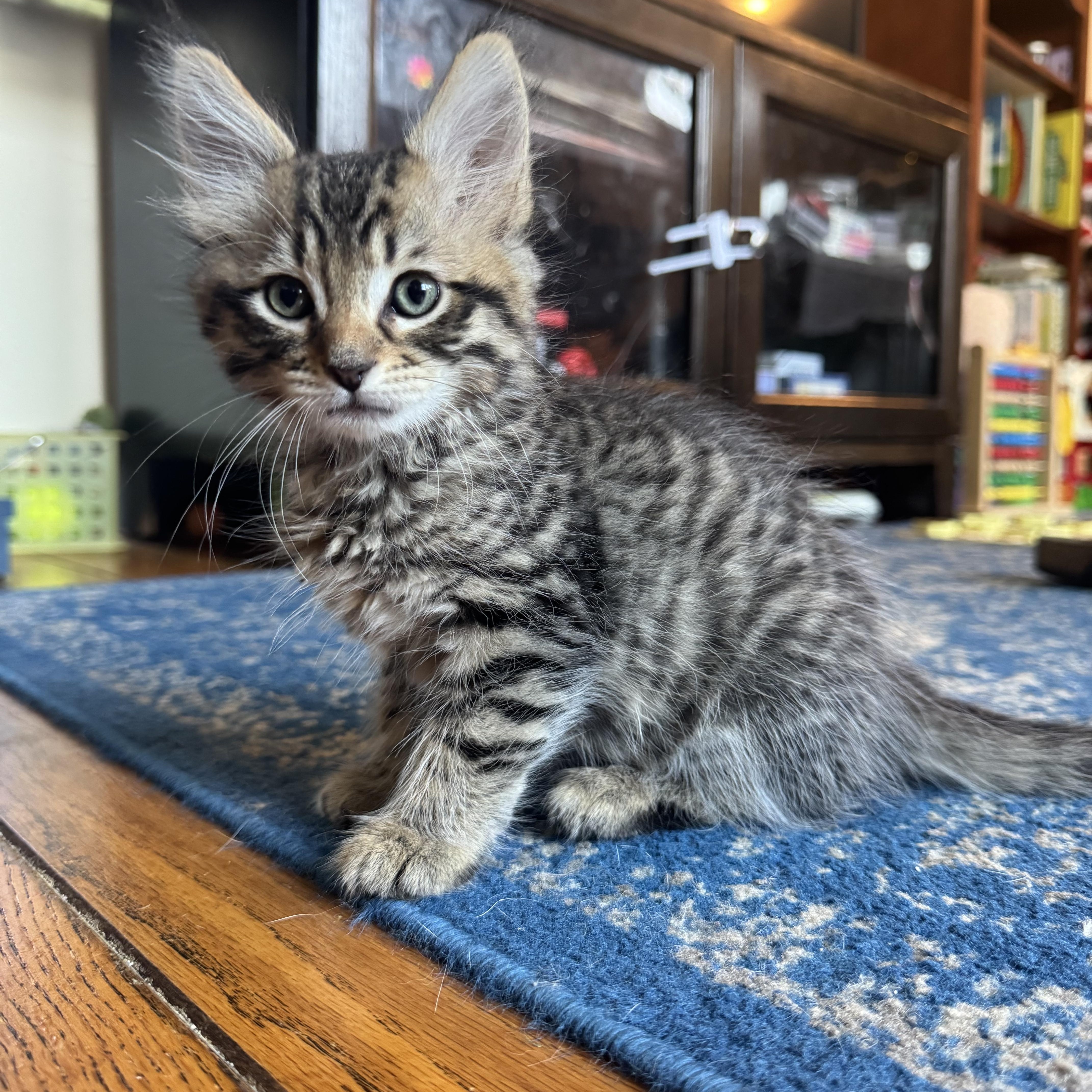 A baby medium-sized male Tabby (Brown / Chocolate) Tabby cat named Alex for adoption in East Amherst, NY