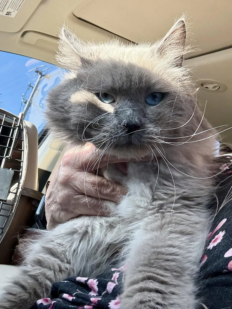 An adult medium-sized male Ragdoll cat named Happy for adoption in Royal Palm Beach, FL