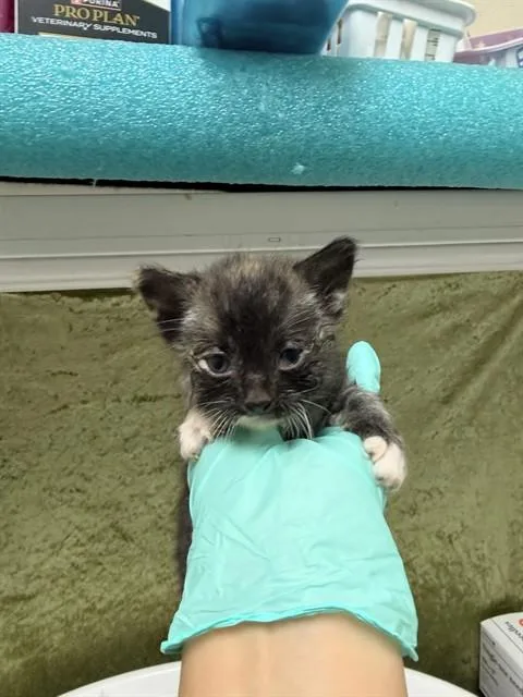 A baby small-sized female Domestic Short Hair cat named Gorgia for adoption in Riverside, CA