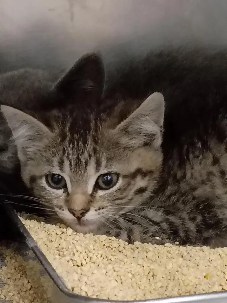 A baby small-sized female Domestic Short Hair cat named Jalapeno for adoption in Angola, IN