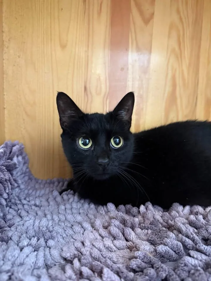 An adult medium-sized female Black Domestic Short Hair cat named Lily for adoption in Wilmington, NC