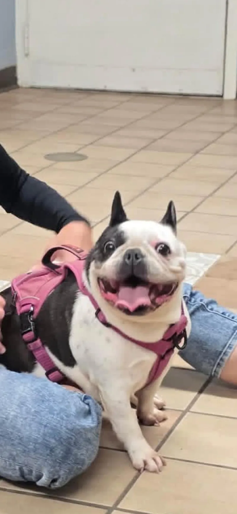 An adult small-sized female Black French Bulldog dog named Honey for adoption in Edison, NJ