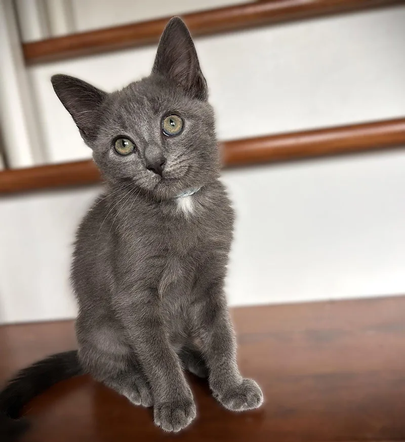 A baby medium-sized male Russian Blue cat named Jack Frost for adoption in Fort Myers, FL
