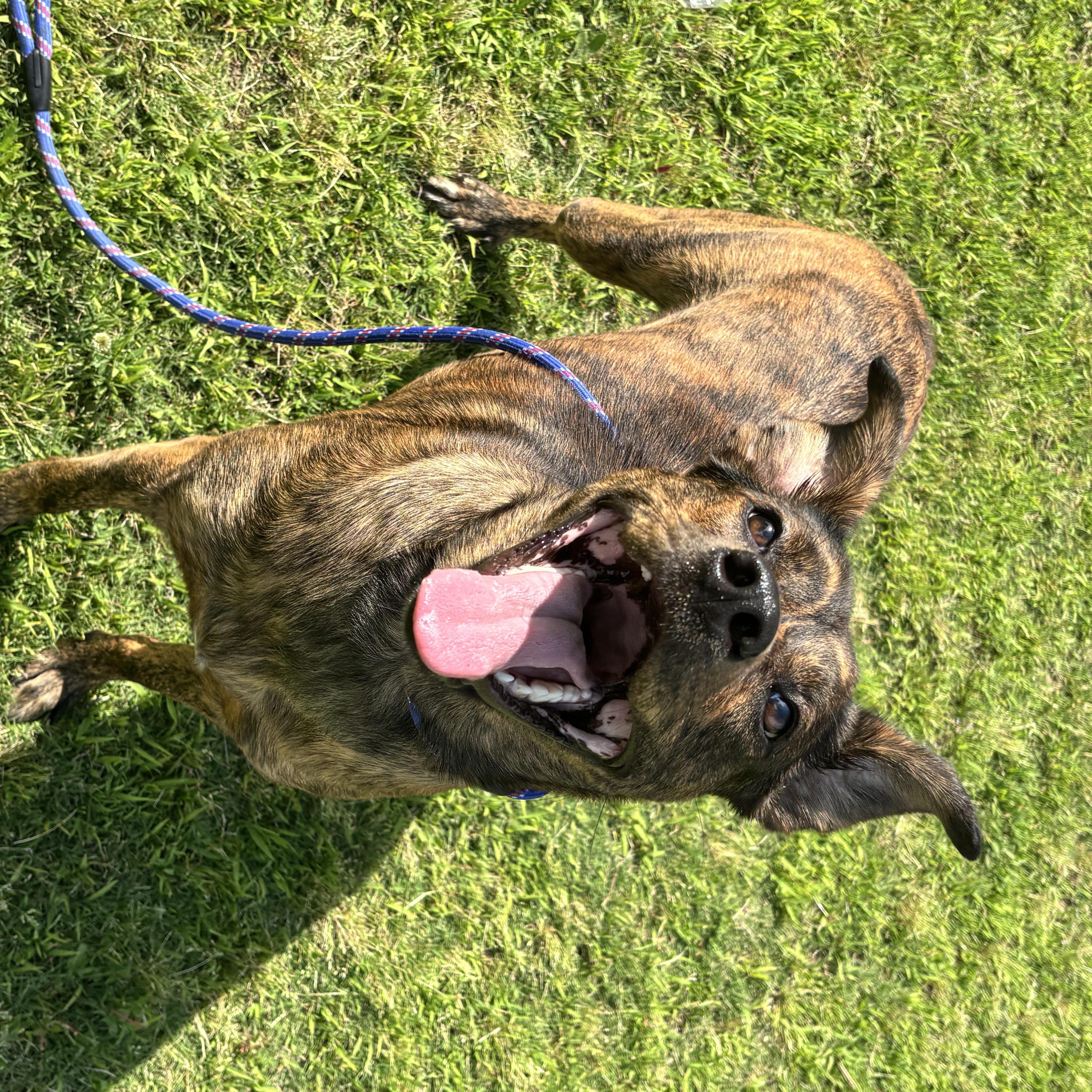 A young large-sized female Mixed Breed dog named Miley for adoption in Collierville, TN