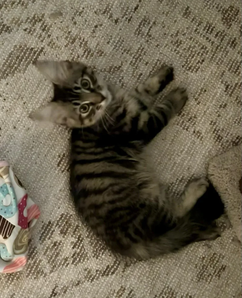 A baby medium-sized female Domestic Long Hair cat named Juliet for adoption in Chandler, AZ
