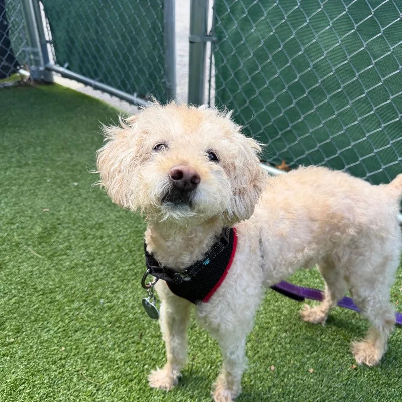 A senior small-sized male Apricot / Beige Poodle dog named Lucky for adoption in Warwick, RI