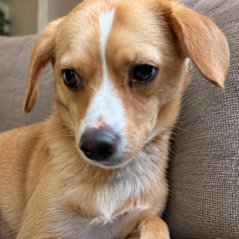 An adult small-sized male Chihuahua dog named Quincy for adoption in Rogersville, MO