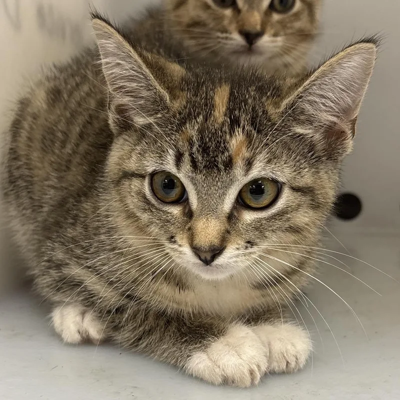 A baby small-sized female Gray / Blue / Silver Domestic Short Hair cat named Watermelon for adoption in Columbus, GA