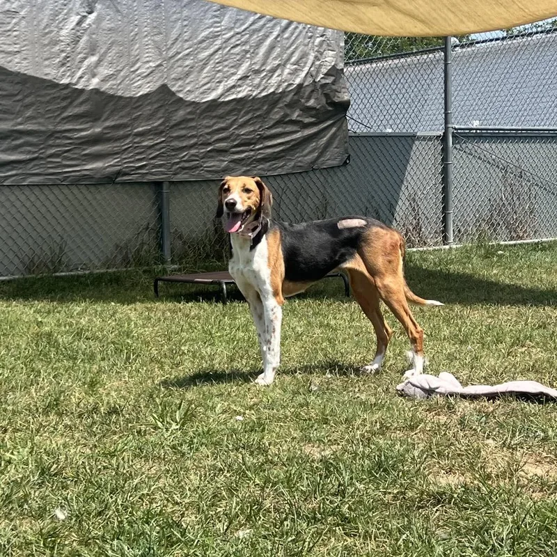 An adult medium-sized female Brown / Chocolate Hound dog named Peach for adoption in Harrisonburg, VA