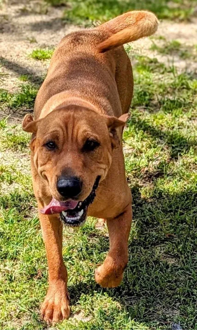 Colby Cheese thumbnail 2