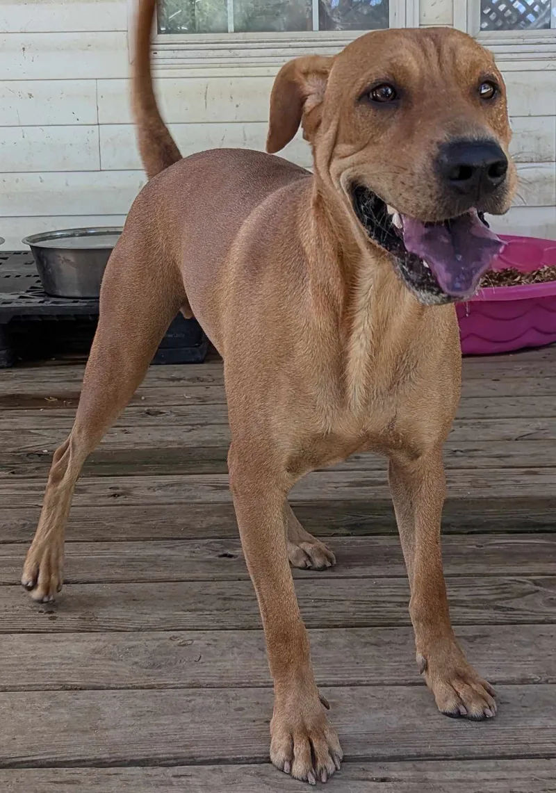 Colby Cheese thumbnail 3