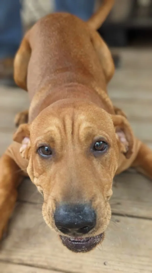 Colby Cheese thumbnail 4