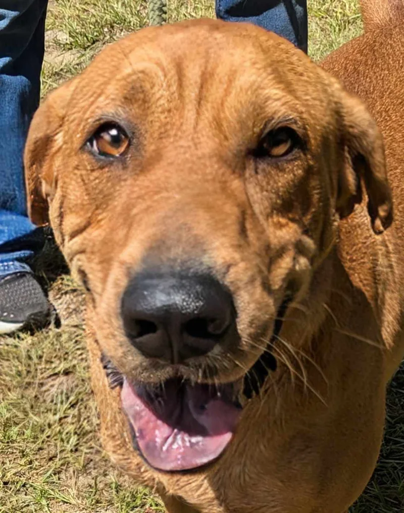 Colby Cheese thumbnail 5