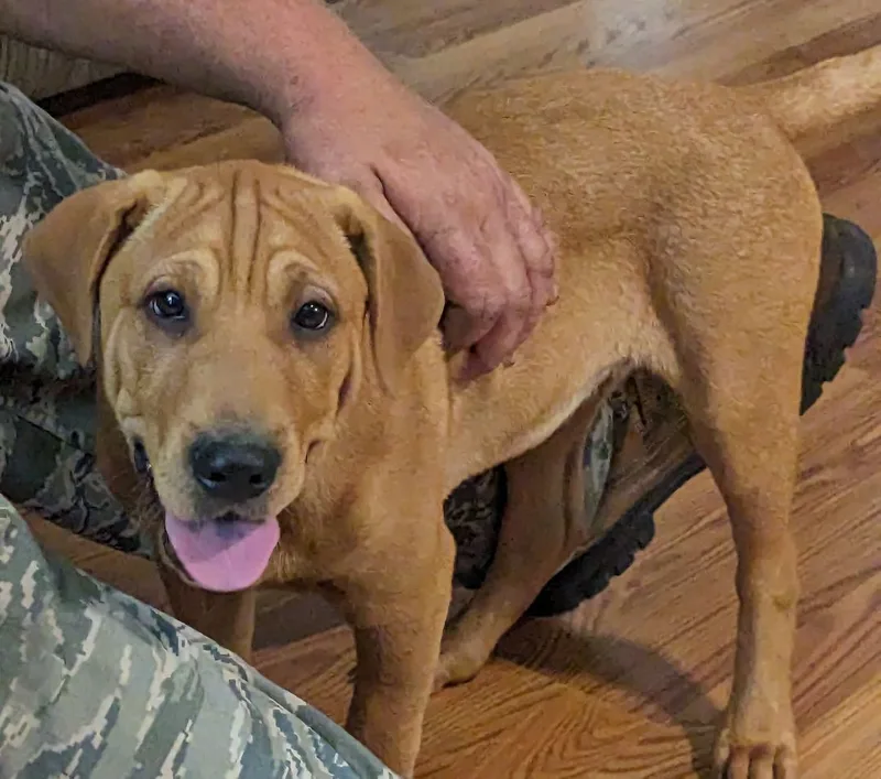 Colby Cheese thumbnail 6