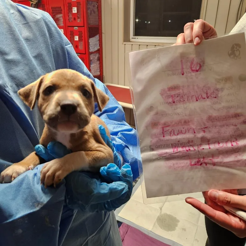 A baby small-sized female Yellow / Tan / Blond / Fawn American Staffordshire Terrier dog named Babe for adoption in Jasper, IN