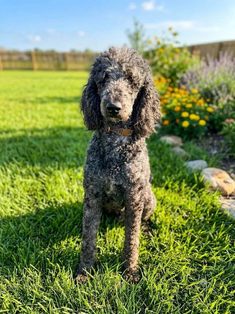 A young medium-sized male Poodle dog named Falcon for adoption in Dallas, TX