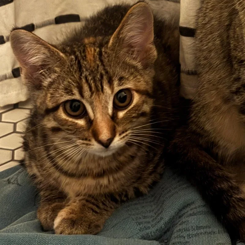 A baby small-sized female Brown / Chocolate Domestic Short Hair cat named Nutmeg for adoption in West Des Moines, IA
