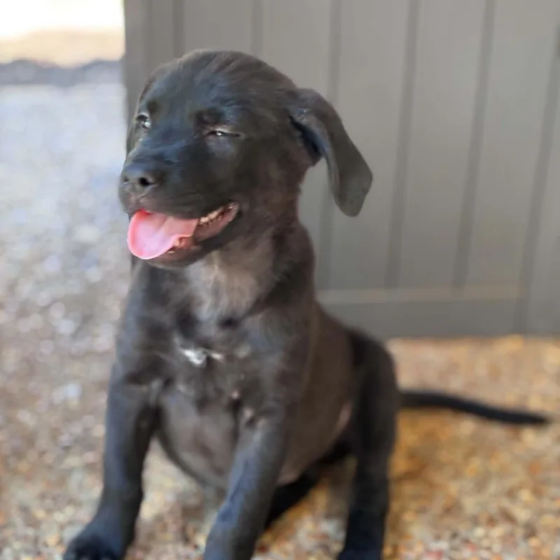 A baby medium-sized female Black Labrador Retriever dog named Juju for adoption in Hatfield, PA
