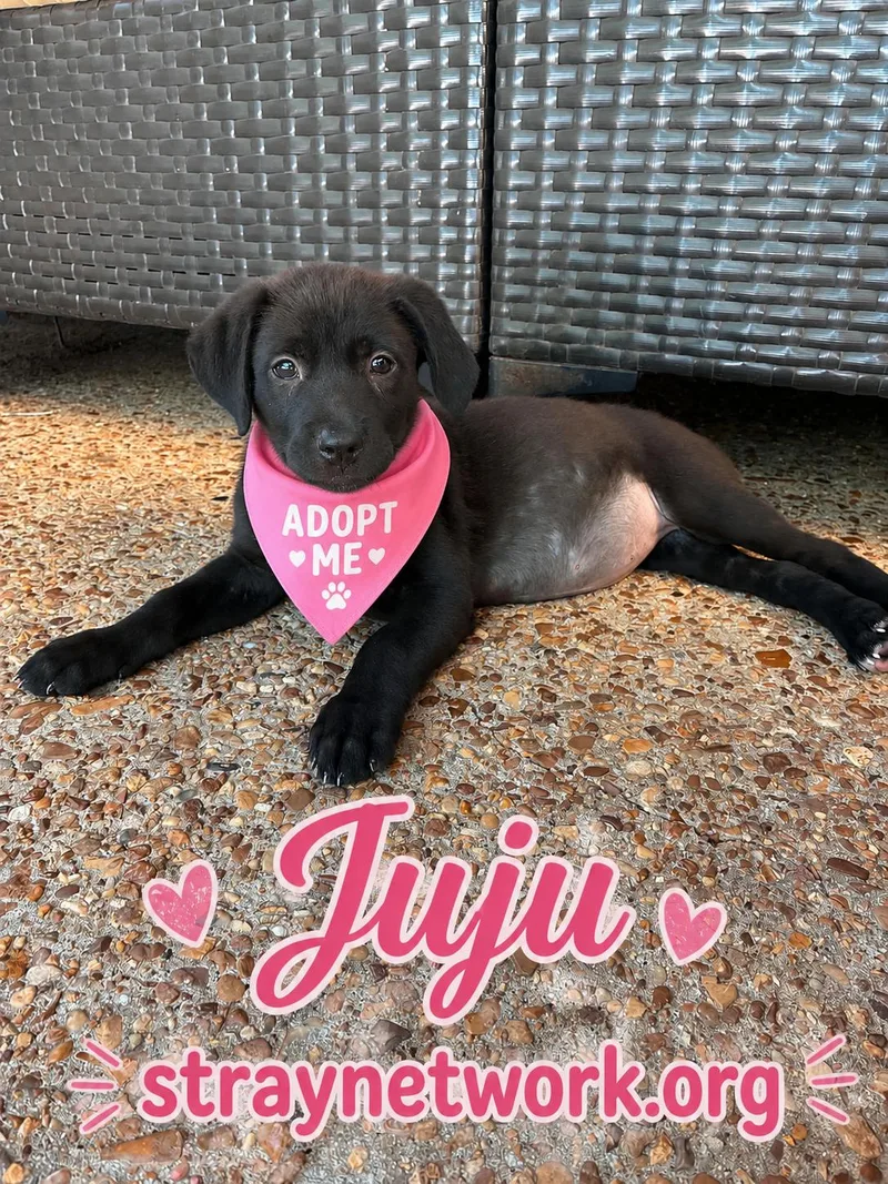 Juju thumbnail 6
