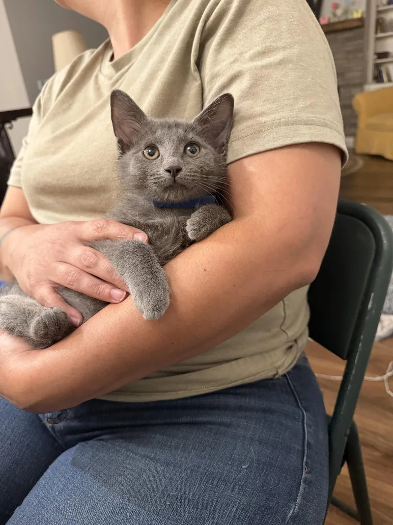 A young medium-sized male Russian Blue cat named Hampton for adoption in Camden, SC
