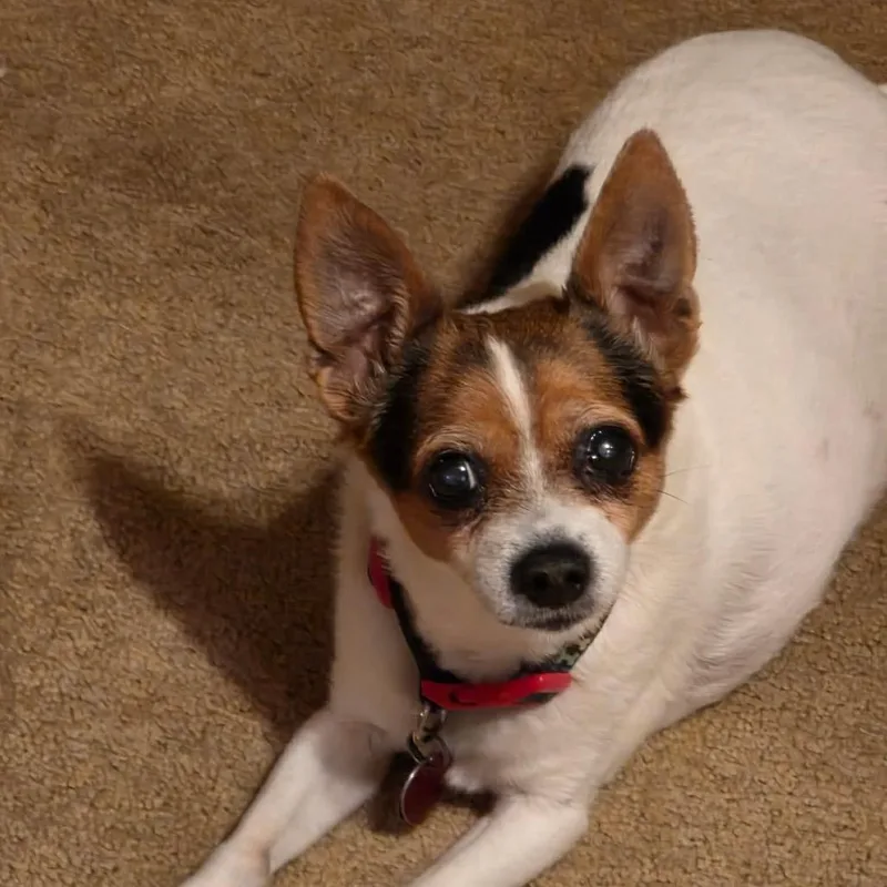 A senior small-sized female White / Cream Rat Terrier dog named Baby for adoption in Pittsburg, KS