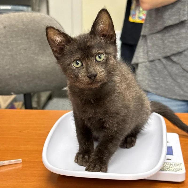 A baby small-sized male Black Domestic Short Hair cat named Bo for adoption in Spring Hill, KS